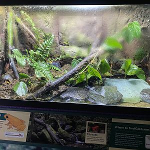 Golden mantella exhibit 290224