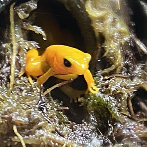Golden mantella 290224