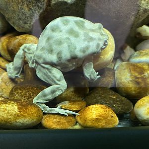 Lake Titicaca frog 290224