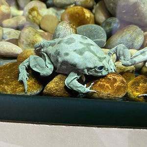 Lake Titicaca frog 290224