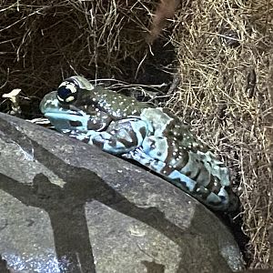 Amazon milk frog 290224