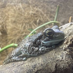 Amazon milk frog 290224