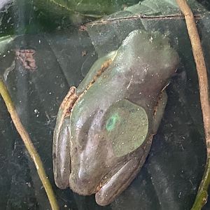 Orange-legged leaf frog 290224