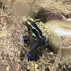 Dyeing dart frog 290224