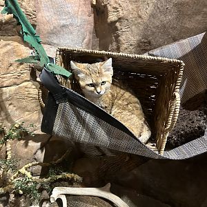 Arabian Sand Cat