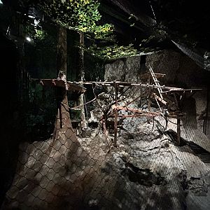 Ring-tailed Lemur Exhibit (Former Fishing Cat) - Clouded Leopard Rainforest