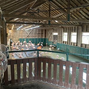 Mixed flamingo exhibit 290224