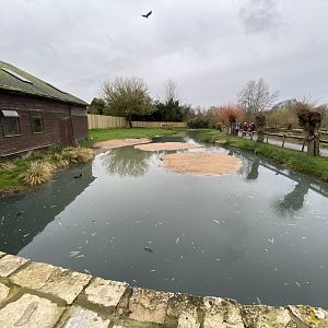 Andean flamingos enclosure 290224