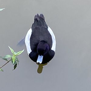 Tufted duck 290224
