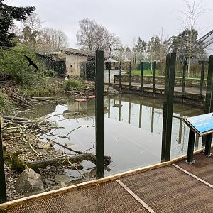 Asian small-clawed otter exhibit 290224
