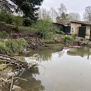 Asian snall-clawed otter exhibit 290224