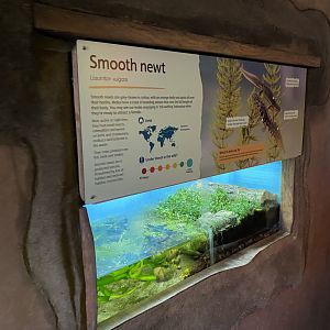 Smooth newt exhibit 290224