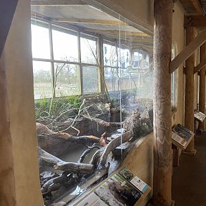 Eurasian water vole exhibit 290224