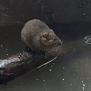 Eurasian water vole 290224