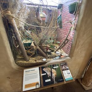 Eurasian harvest mouse exhibit 290224