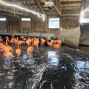 Caribbean flamingos indoors 290224