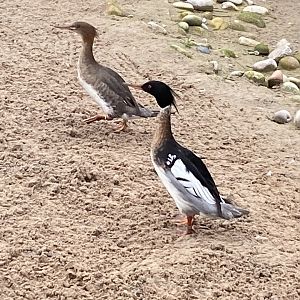Media 'Waterscapes Aviary - Red-breasted mergansers 290224' in category 'Slimbridge WWT'