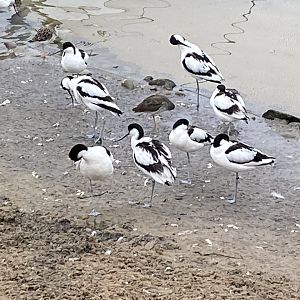 Waterscapes Aviary - Pied avocets 290224