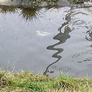 Waterscapes Aviary - Smew underwater 290224