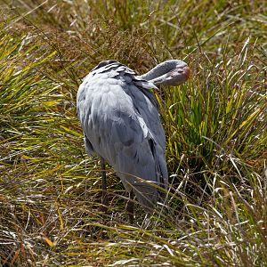 Brolga