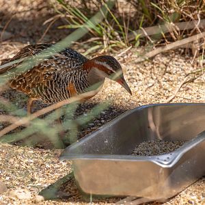 Buff-banded Rail