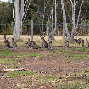 Eastern Grey Kangaroos