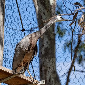 White-faced Heron