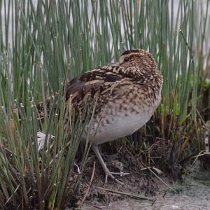 Snipe (wild) 290224