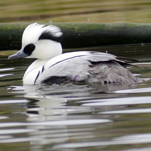 Waterscapes Aviary - Smew 290224