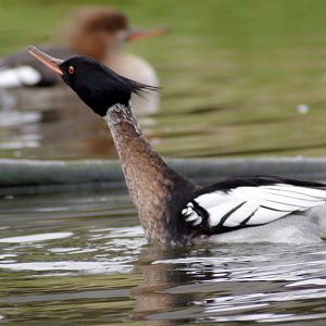 Waterscapes Aviary - Red-breasted merganser 290224