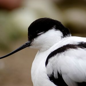 Waterscapes Aviary - Pied avocet 290224