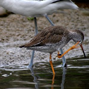 Waterscapes Aviary - Common redshank 290224