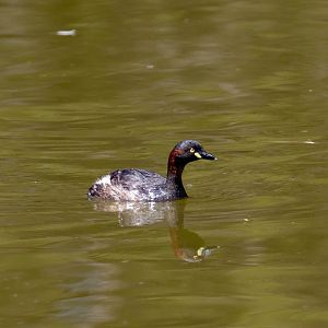 Australasian Grebe (wild bird)