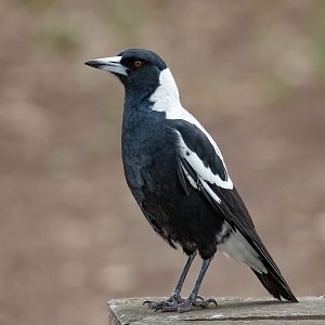 White-backed Magpie (wild bird)