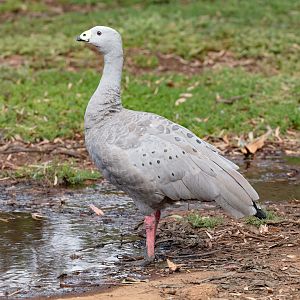 Cape Barren Goose (wild bird)