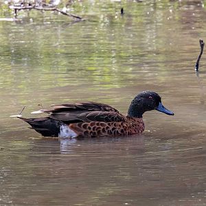 Chestnut Teal (wild bird)
