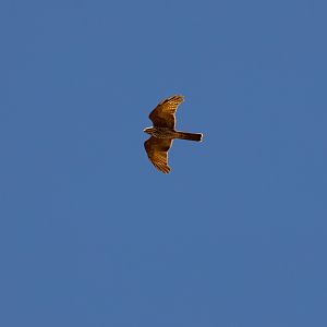 Collared Sparrowhawk (wild bird)