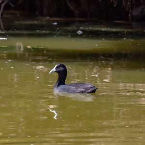 Coot (wild bird)