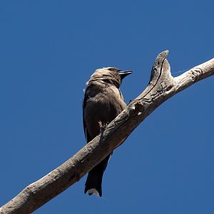 Dusky Woodswallow (wild bird)