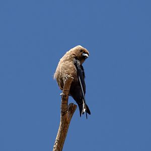 Dusky Woodswallow (wild bird)