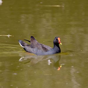 Dusky Moorhen (wild bird)