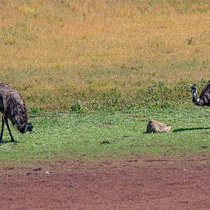 Emu (wild birds)