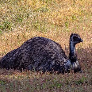 Emu (wild bird)