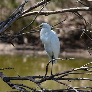 Great Egret (wild bird)