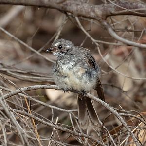 Grey Fantail juvenile (wild bird)