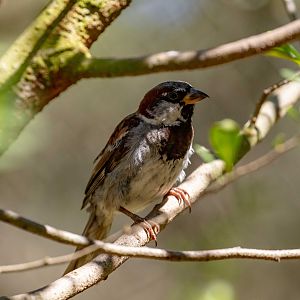 House Sparrow (wild bird)