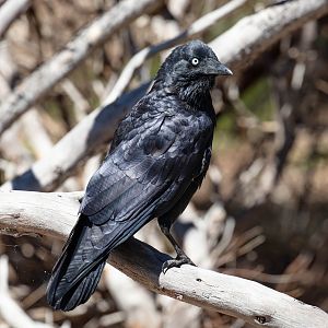 Little Raven (wild bird)