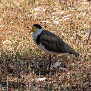 Masked Lapwing (wild bird)