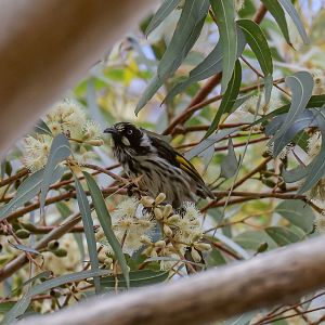 New Holland Honeyeater (wild bird)