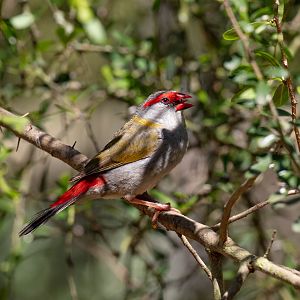 Red-browed Finch (wild bird)